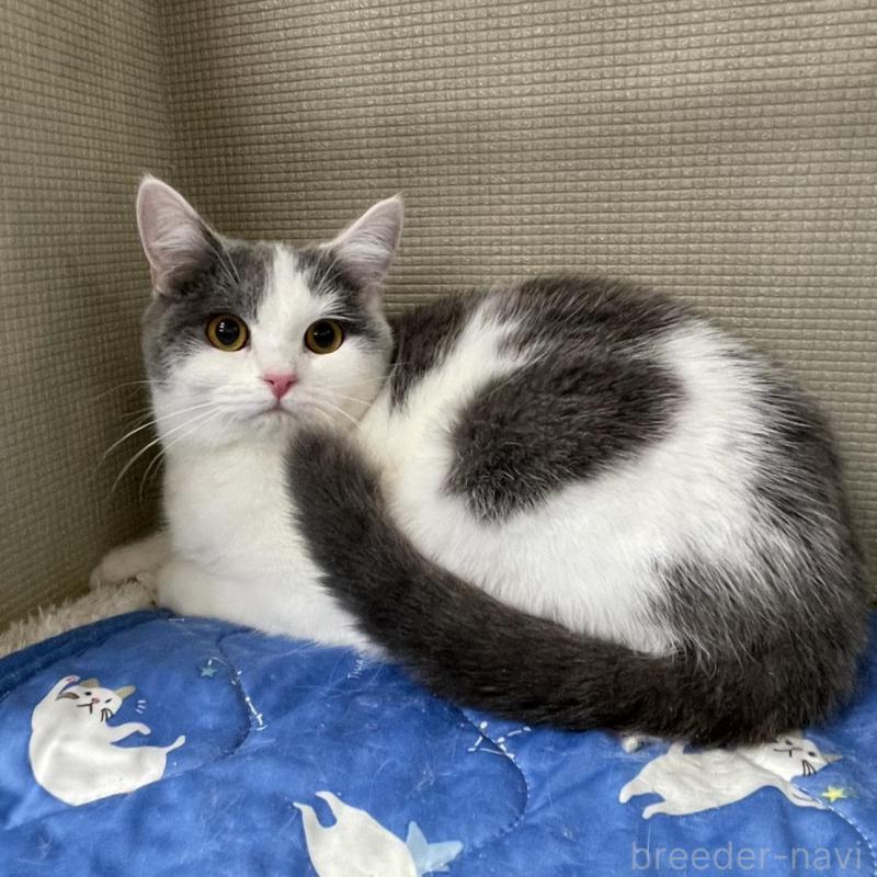 販売中の鳥取県のブリティッシュショートヘア-137198の8枚目