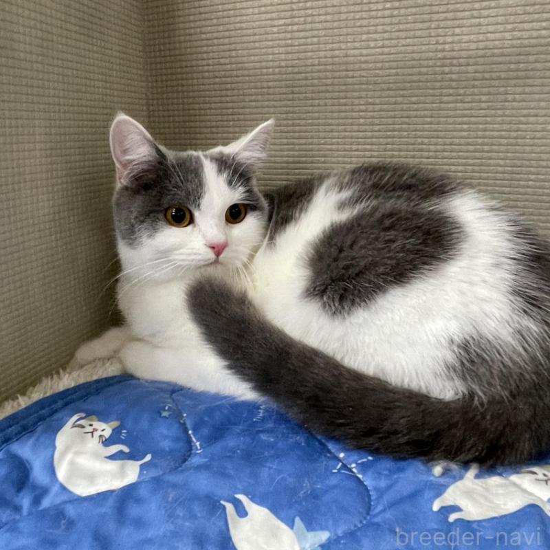 販売中の鳥取県のブリティッシュショートヘア-137198の7枚目