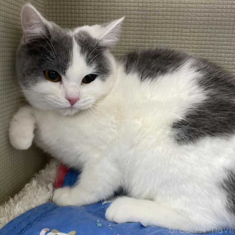 販売中の鳥取県のブリティッシュショートヘア-137198の6枚目