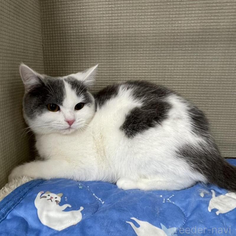 販売中の鳥取県のブリティッシュショートヘア-137198の5枚目