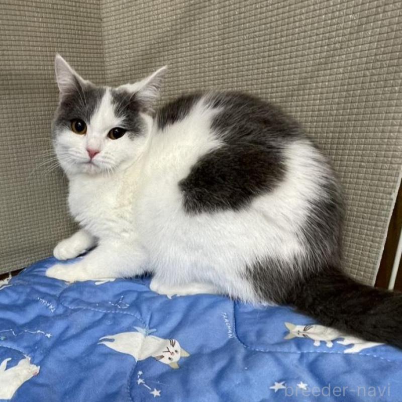 販売中の鳥取県のブリティッシュショートヘア-137198の4枚目