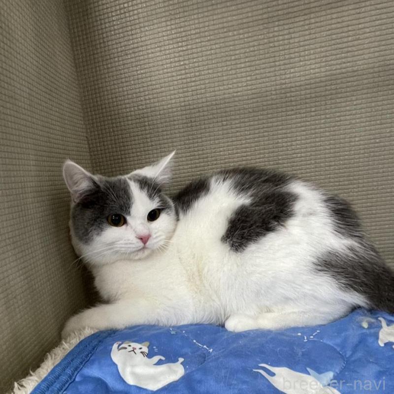 販売中の鳥取県のブリティッシュショートヘア-137198の3枚目