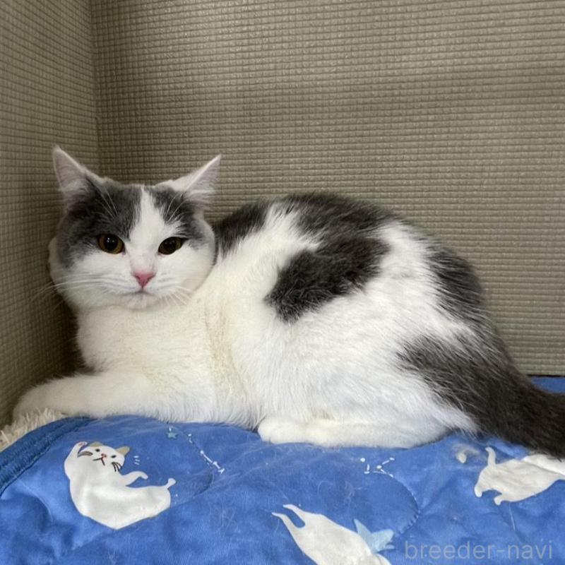 販売中の鳥取県のブリティッシュショートヘア-137198の2枚目