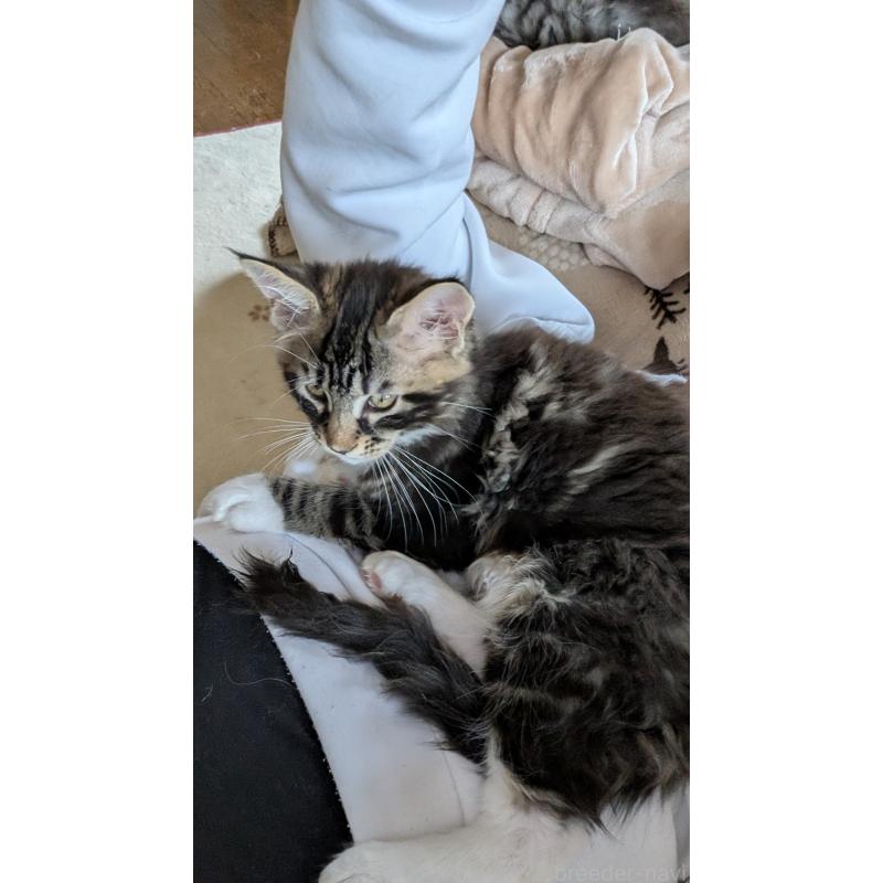 商談中の岡山県のメインクーン-135004の2枚目