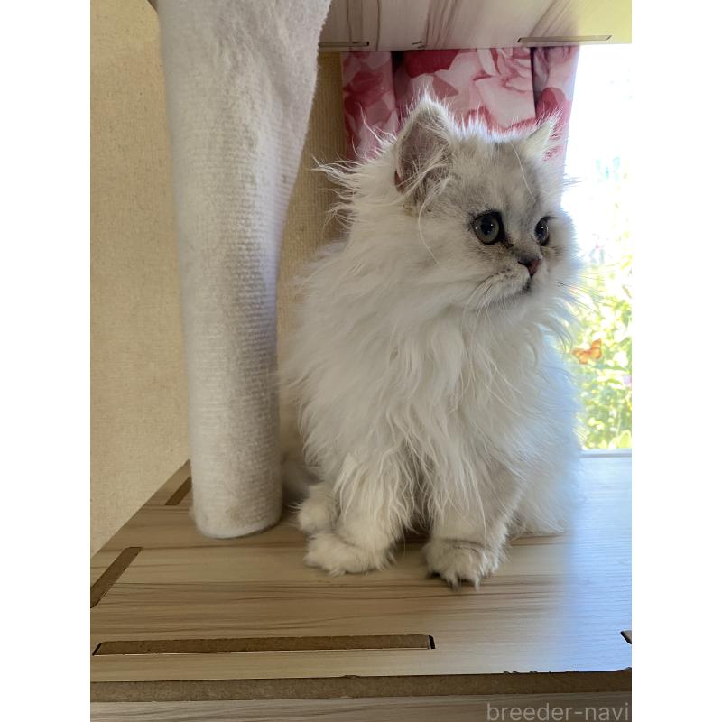 販売中の福岡県のペルシャ(チンチラ)-137200の4枚目