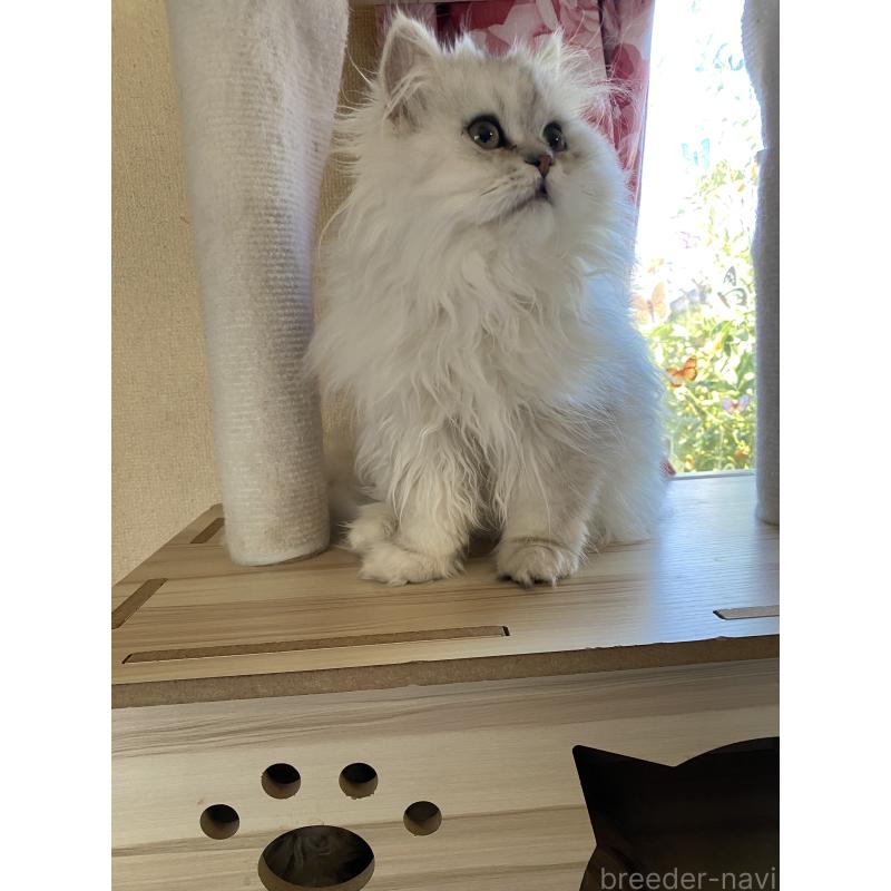 販売中の福岡県のペルシャ(チンチラ)-137200の2枚目