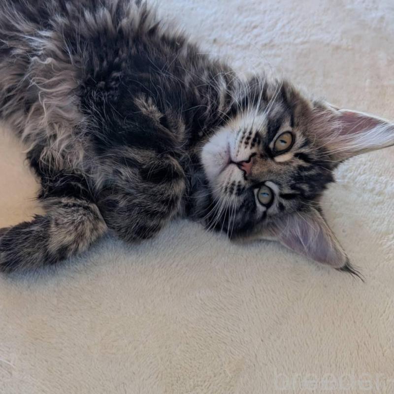 販売中の岡山県のメインクーン-137201の7枚目