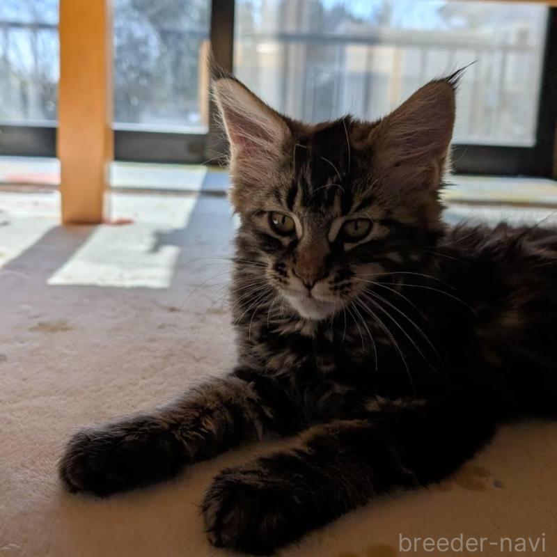 販売中の岡山県のメインクーン-137201の6枚目