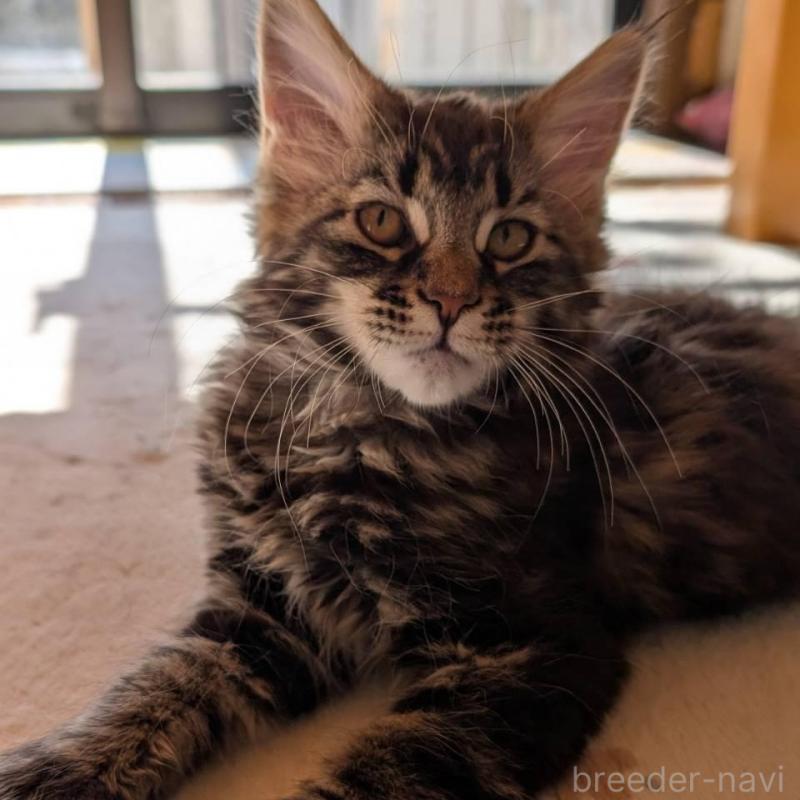 販売中の岡山県のメインクーン-137201の5枚目