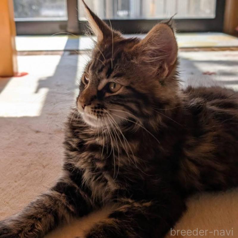 販売中の岡山県のメインクーン-137201の4枚目