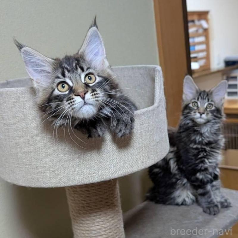 販売中の岡山県のメインクーン-137201の3枚目