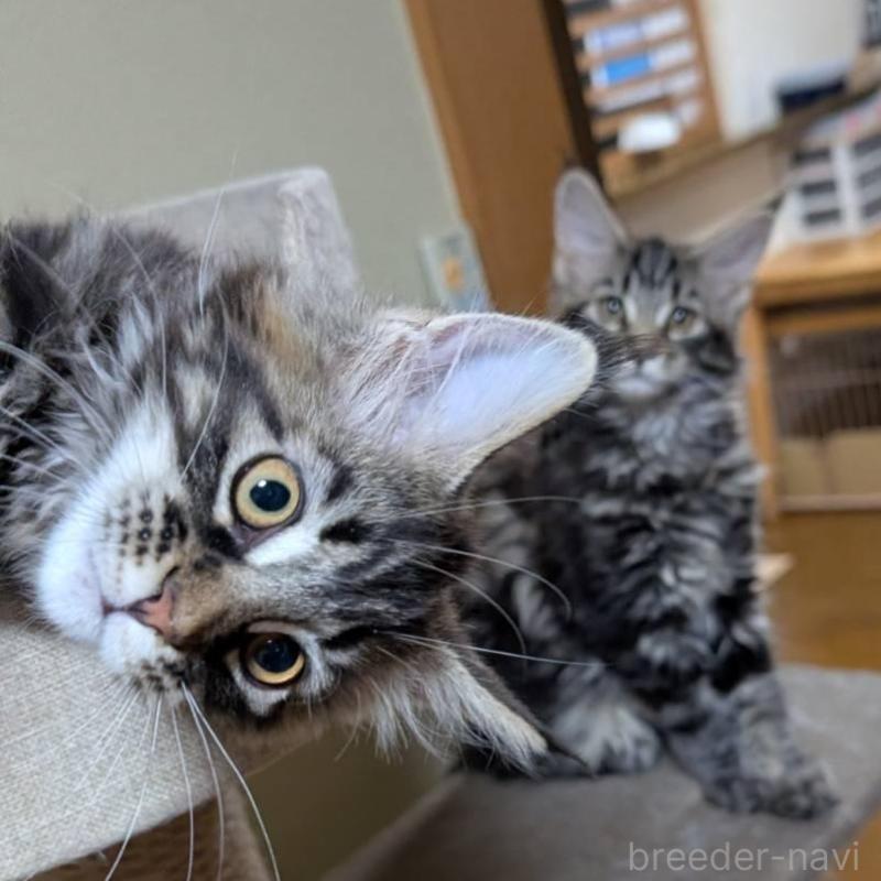 販売中の岡山県のメインクーン-137201の2枚目