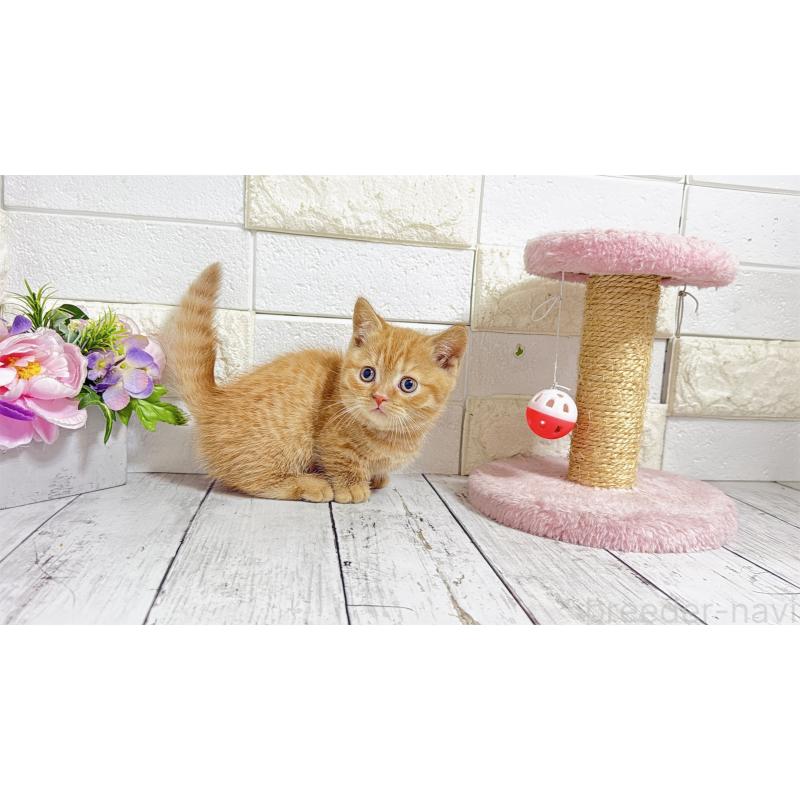 販売中の埼玉県のマンチカン(短足)-135950