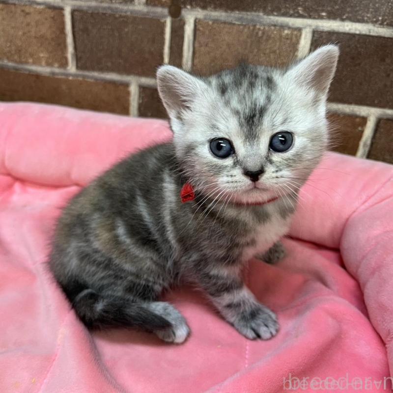 販売中の東京都のアメリカンショートヘア-137204の14枚目