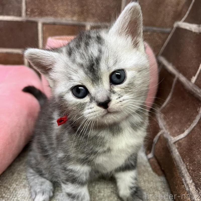 販売中の東京都のアメリカンショートヘア-137204の13枚目