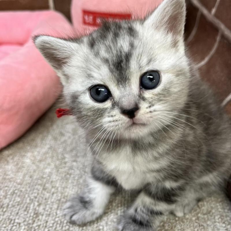 販売中の東京都のアメリカンショートヘア-137204の12枚目