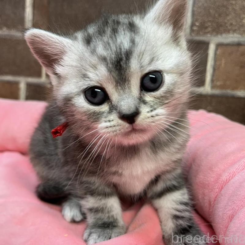 販売中の東京都のアメリカンショートヘア-137204の1枚目