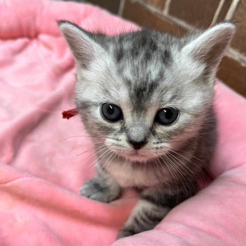 販売中の東京都のアメリカンショートヘア-137204の10枚目