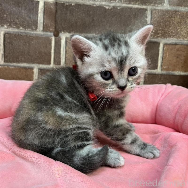 販売中の東京都のアメリカンショートヘア-137204の9枚目