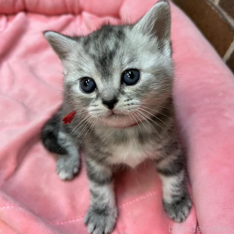 販売中の東京都のアメリカンショートヘア-137204の8枚目