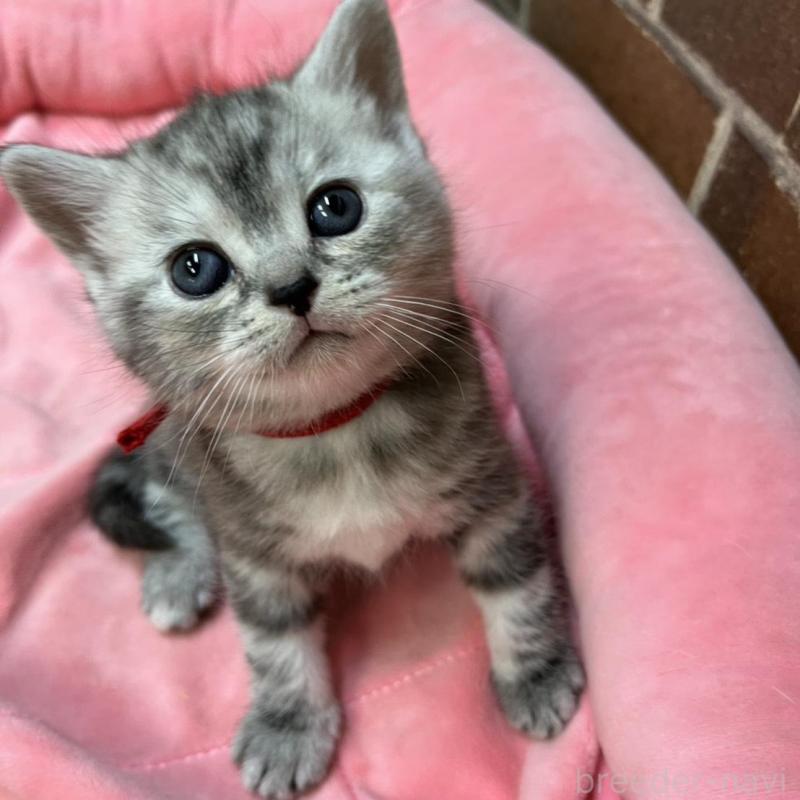 販売中の東京都のアメリカンショートヘア-137204の7枚目