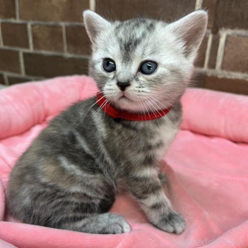 販売中の東京都のアメリカンショートヘア-137204の6枚目