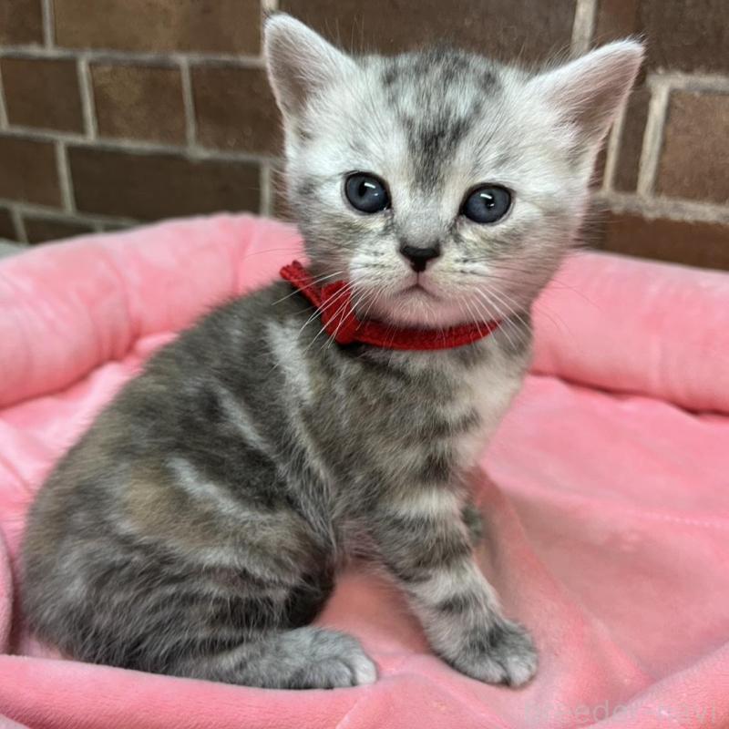 販売中の東京都のアメリカンショートヘア-137204の5枚目