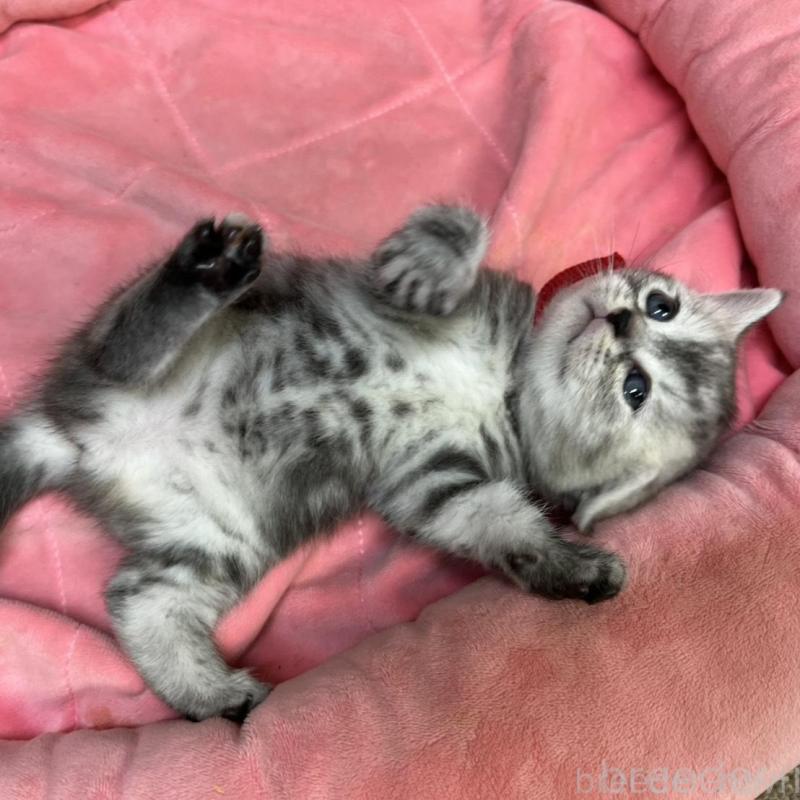 販売中の東京都のアメリカンショートヘア-137204の4枚目