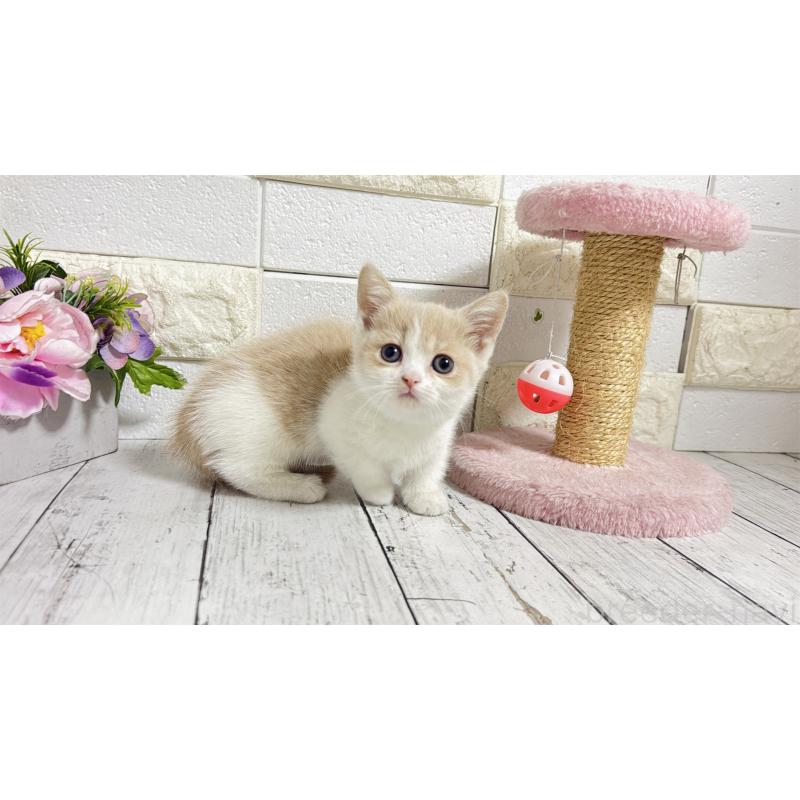 販売中の埼玉県のマンチカン-136509