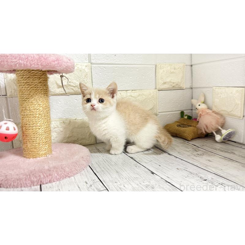 販売中の埼玉県のマンチカン-136509の15枚目