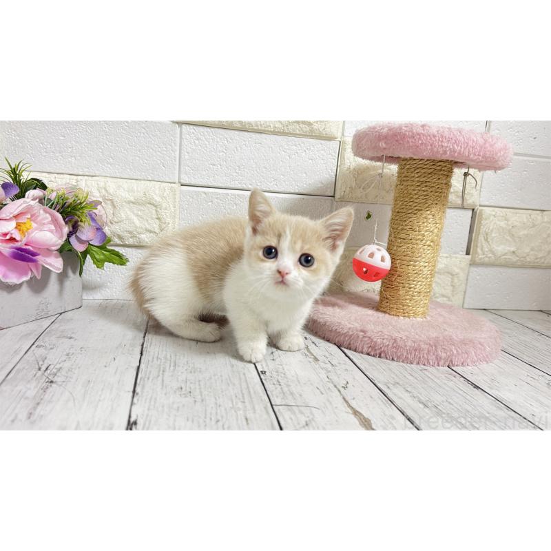 販売中の埼玉県のマンチカン-136509の14枚目