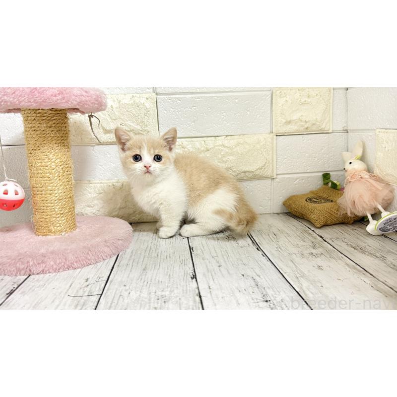 販売中の埼玉県のマンチカン-136509の13枚目