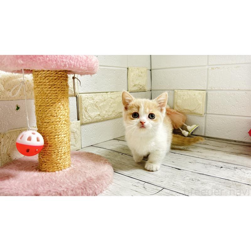 販売中の埼玉県のマンチカン-136509の11枚目