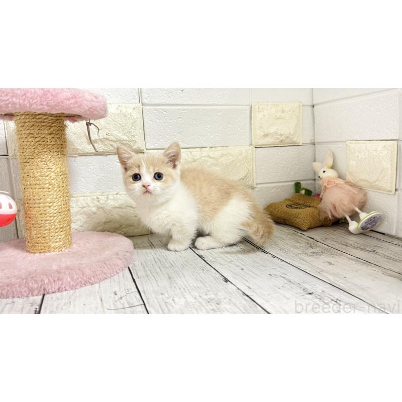 販売中の埼玉県のマンチカン-136509の10枚目