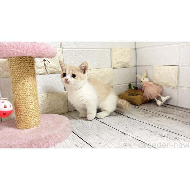 販売中の埼玉県のマンチカン-136509の9枚目