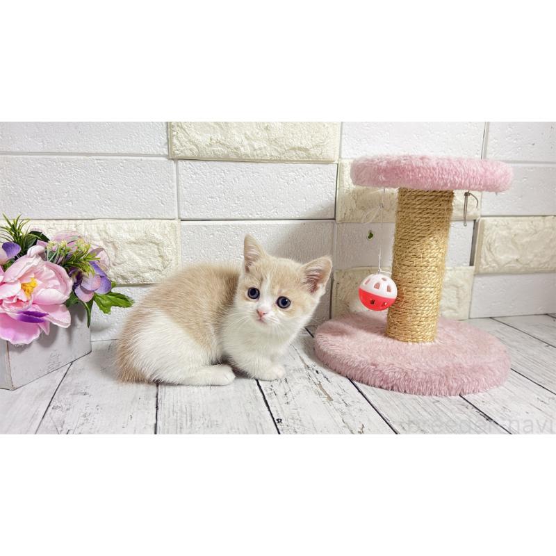 販売中の埼玉県のマンチカン-136509の8枚目