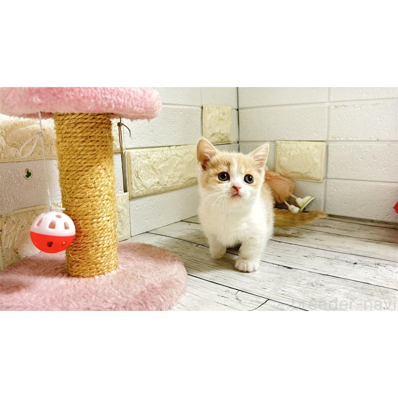 販売中の埼玉県のマンチカン-136509の7枚目