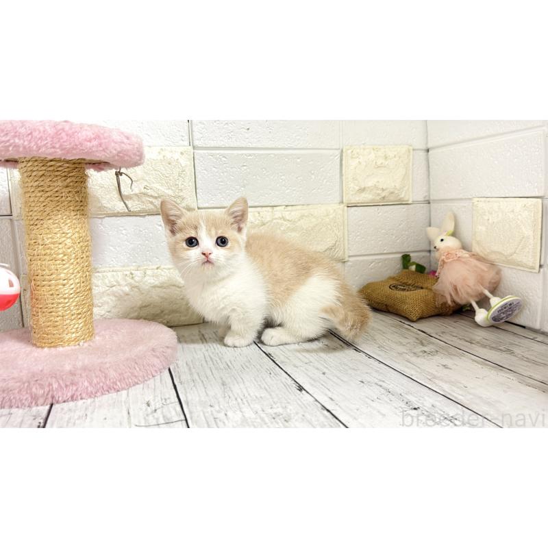 販売中の埼玉県のマンチカン-136509の6枚目