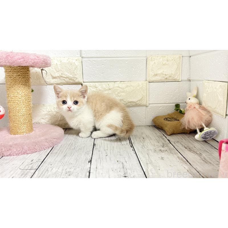 販売中の埼玉県のマンチカン-136509の5枚目