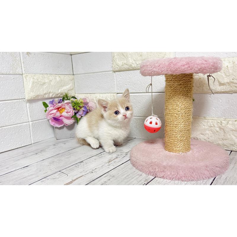 販売中の埼玉県のマンチカン-136509の4枚目