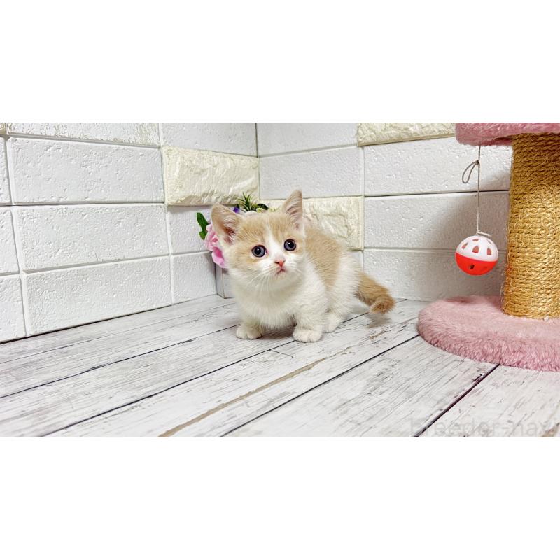 販売中の埼玉県のマンチカン-136509の3枚目