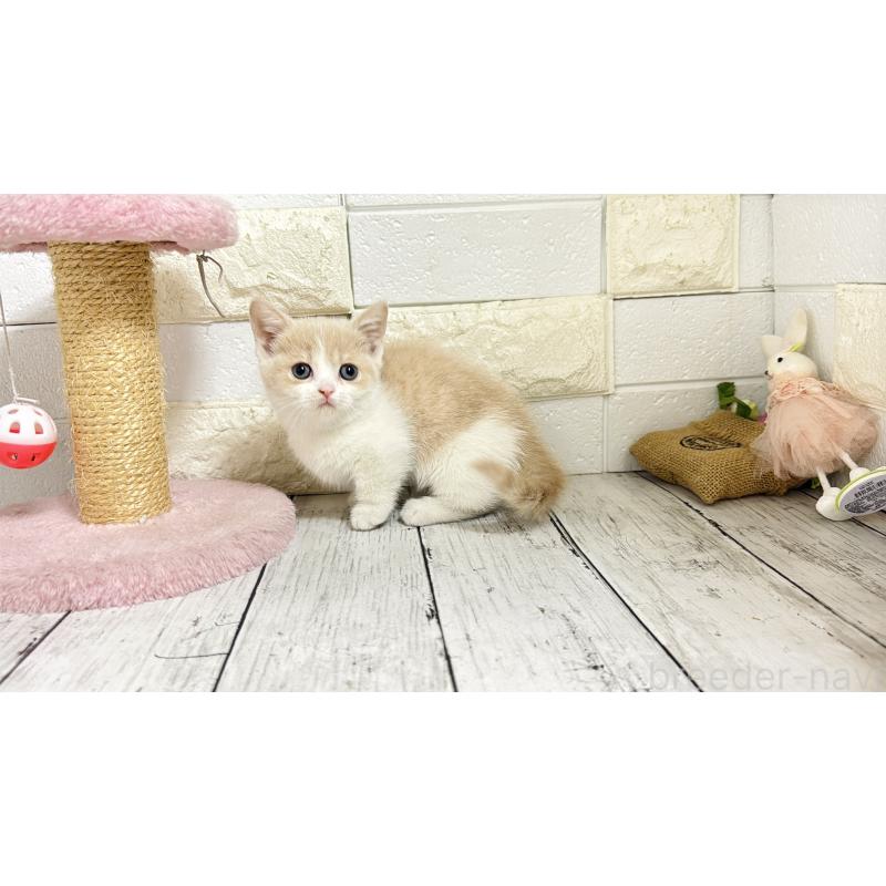 販売中の埼玉県のマンチカン-136509の2枚目