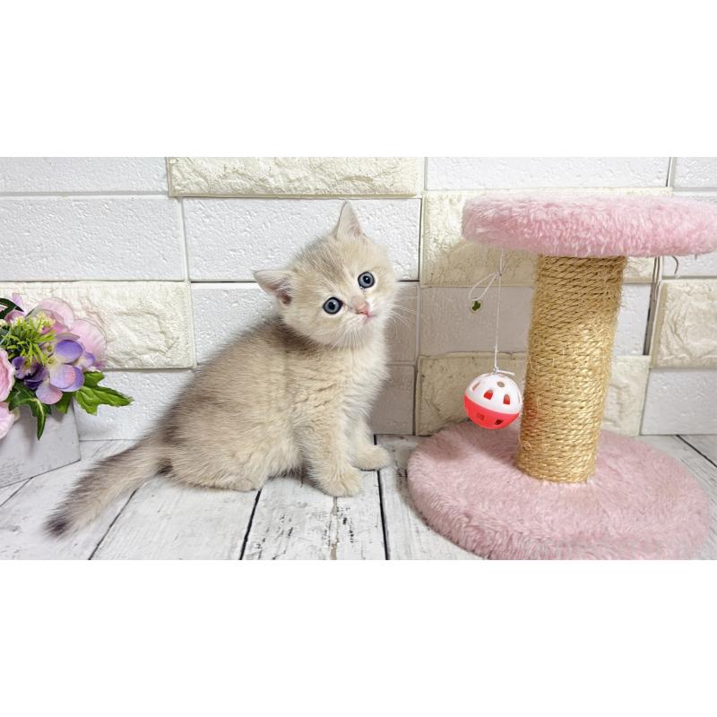 販売中の埼玉県のブリティッシュショートヘア-136511