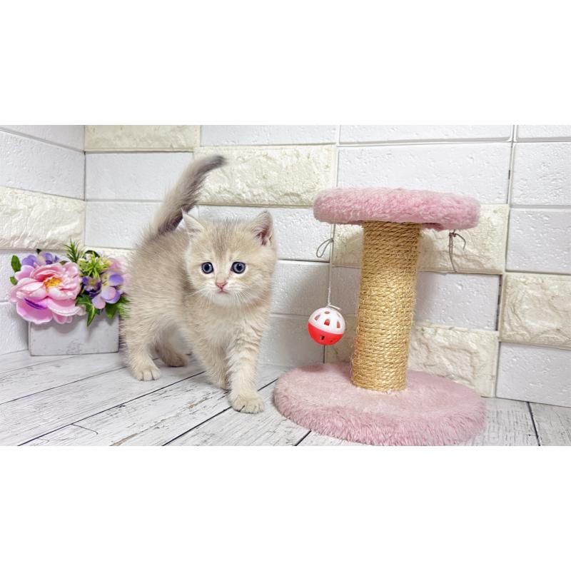 販売中の埼玉県のブリティッシュショートヘア-136511の13枚目