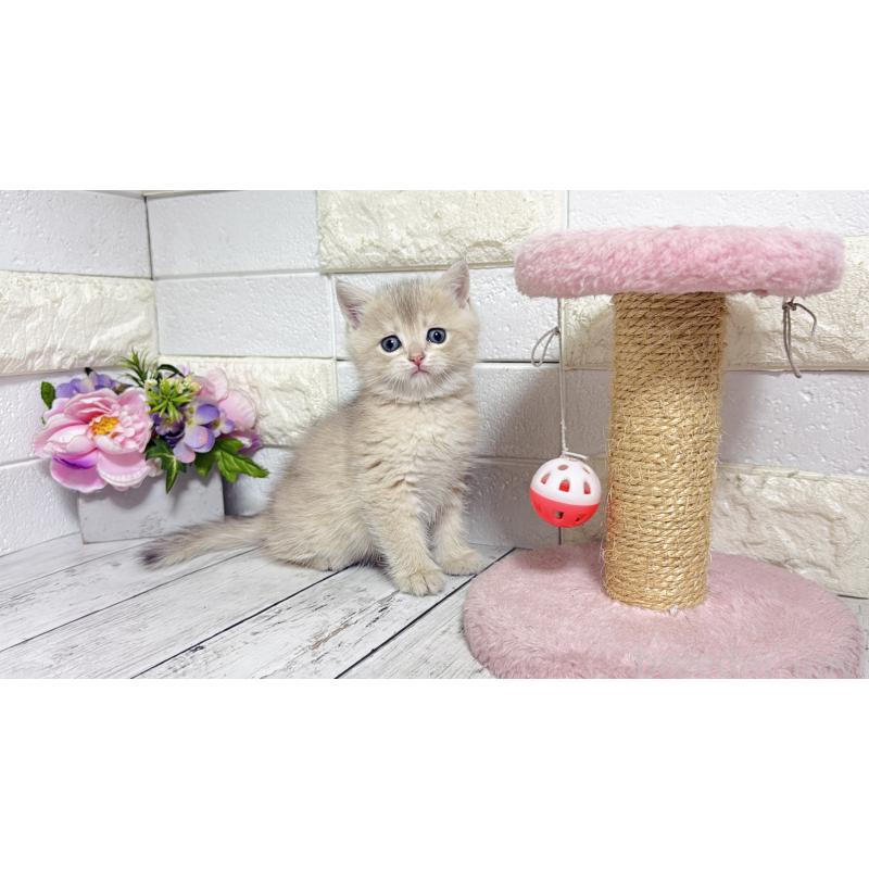 販売中の埼玉県のブリティッシュショートヘア-136511の12枚目