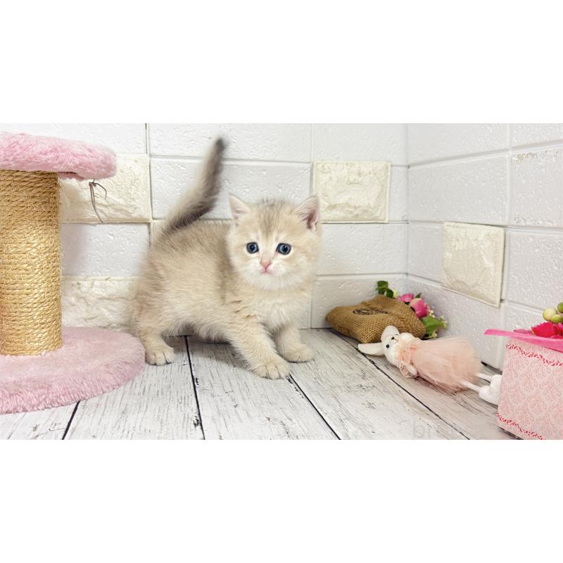 販売中の埼玉県のブリティッシュショートヘア-136511の11枚目