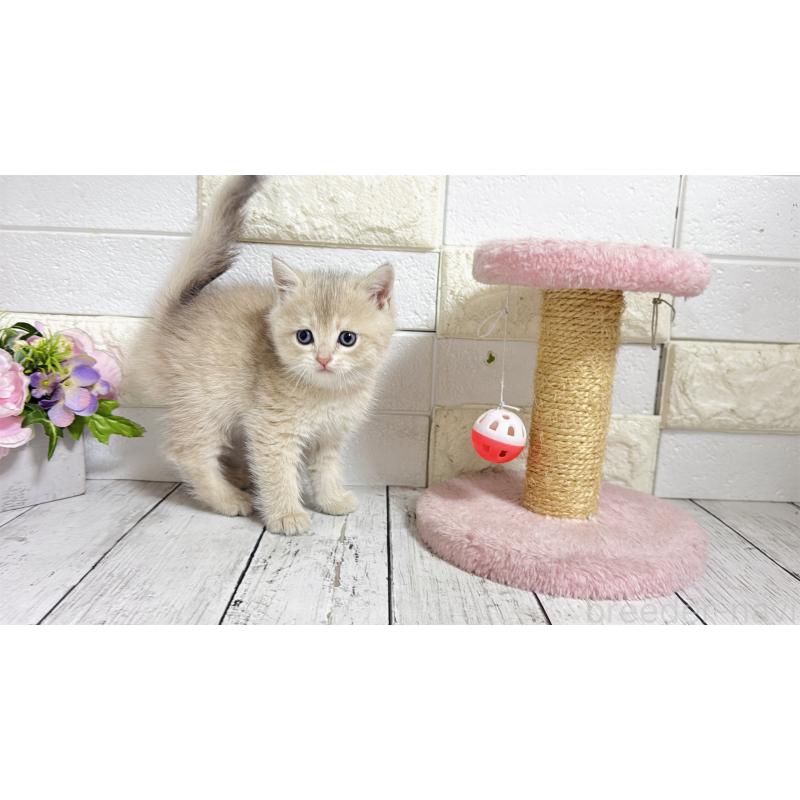 販売中の埼玉県のブリティッシュショートヘア-136511の10枚目