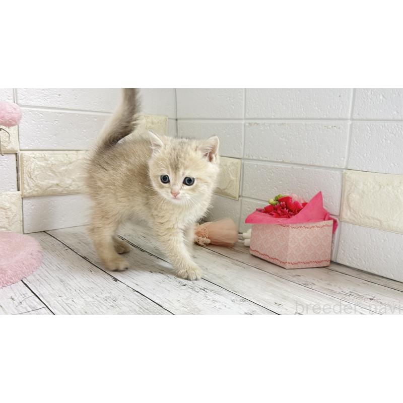 販売中の埼玉県のブリティッシュショートヘア-136511の9枚目