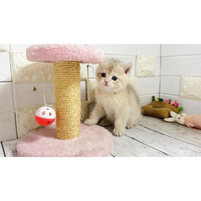 販売中の埼玉県のブリティッシュショートヘア-136511の8枚目