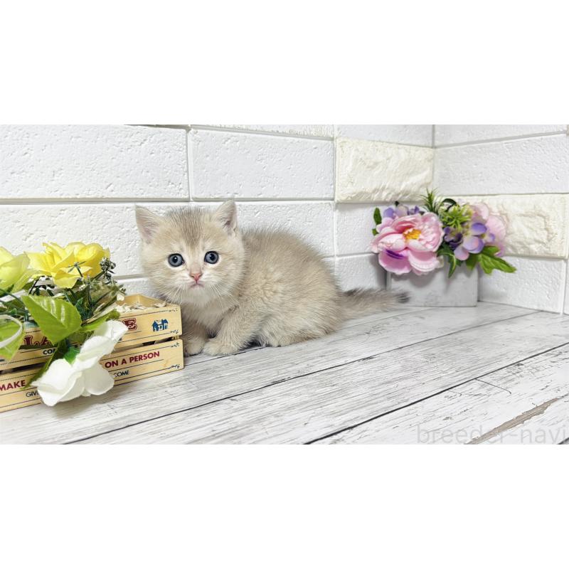 販売中の埼玉県のブリティッシュショートヘア-136511の7枚目